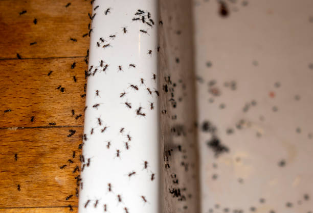 Pest Prevention Services in Hemet, CA