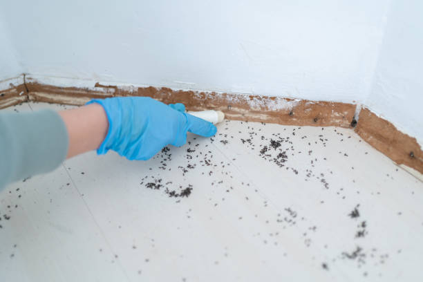 Best Pest Prevention Services  in Hemet, CA
